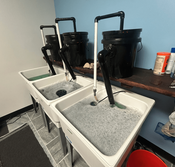 Service Image