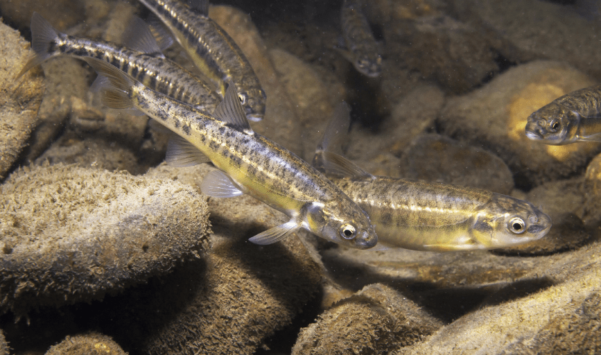 LIVE MINNOWS